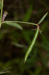 American bird's-foot trefoil